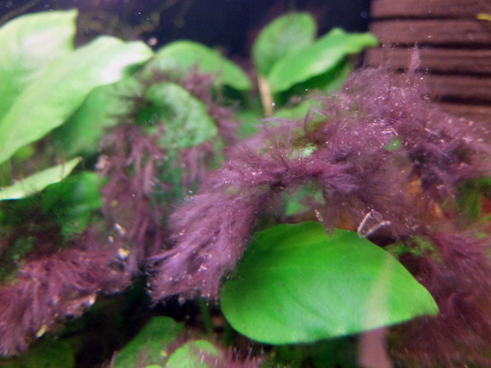 Karasnorosty na liściach w akwarium