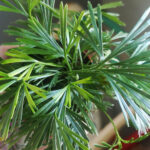 Actiniopteris australis – Paprotnica wachlarzowata