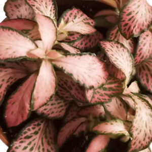 Fittonia verschaffeltii - Fitonia