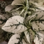 Hypoestes phyllostachya 'White' Niedośpian kłosolistny_02