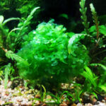 Pelia (Riccardia chamedryfolia) w akwarium