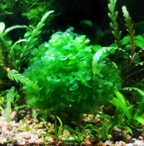 Pelia (Riccardia chamedryfolia) w akwarium