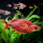 Tęczanka czerwona (Glossolepis incisus)