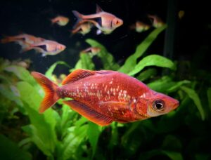 Tęczanka czerwona (Glossolepis incisus)