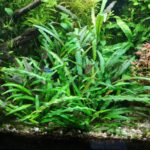 Kryptokoryna (Cryptocoryne) w akwarium