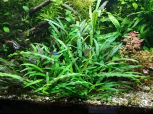 Kryptokoryna (Cryptocoryne) w akwarium