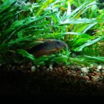 Kirysek spiżowy w akwarium