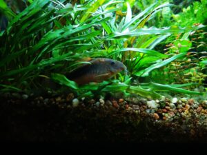 Kirysek spiżowy w akwarium