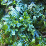 Elaginella Uncinata – Widliczka haczykowata